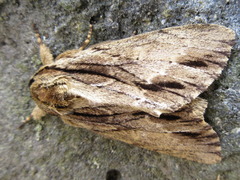 Shaka atrovittatus