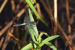 Leucorrhinia caudalis