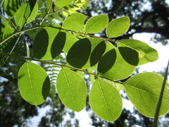 Indigofera kirilowii