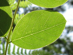 Indigofera kirilowii