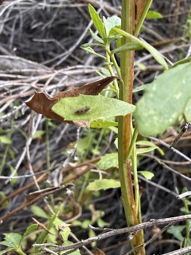iNaturalist observation photo of Leafhoppers and Treehoppers
