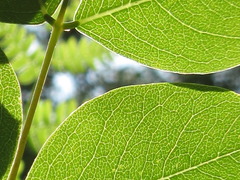 Indigofera kirilowii