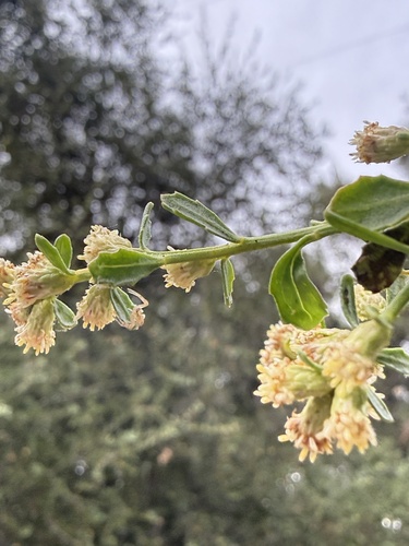 iNaturalist observation photo of Crab Spiders