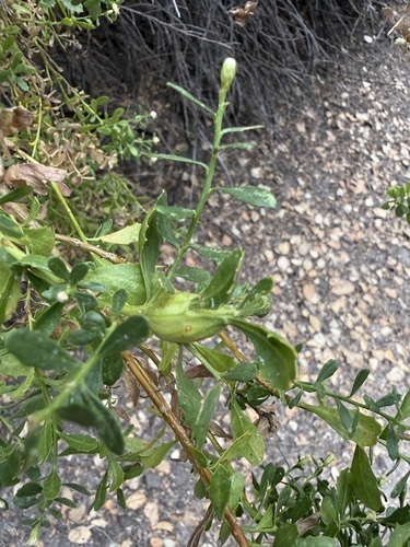 iNaturalist observation photo of Coyote Brush Stem Gall Moth
