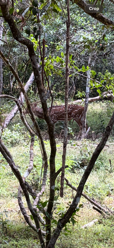 Sri Lankan Spotted Deer