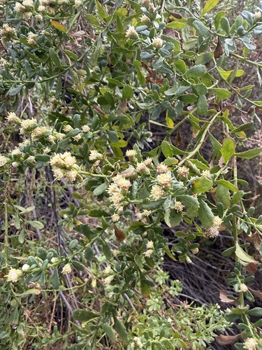 iNaturalist observation photo of coyote brush