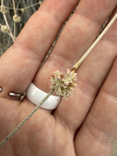 iNaturalist observation photo of wild buckwheats
