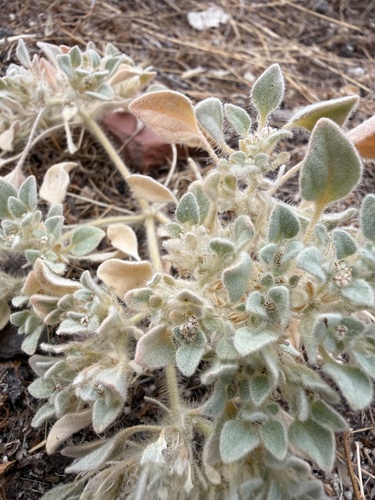 iNaturalist observation photo of turkey mullein