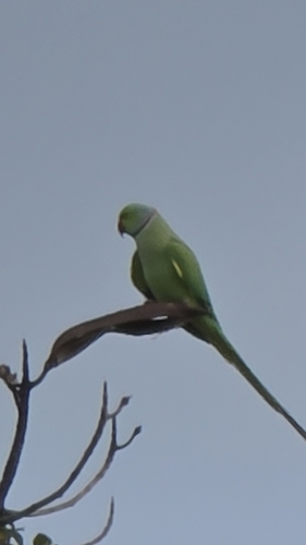 Psittacula krameri observed 2026-10-02