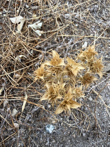 iNaturalist observation photo of Pincushion plants