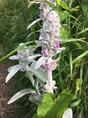 Stachys byzantina