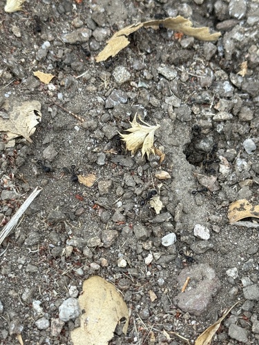 iNaturalist observation photo of Andre's Harvester Ant