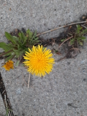 Taraxacum