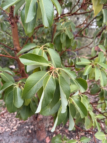 iNaturalist observation photo of Pacific madrone