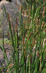 Eleocharis acuta