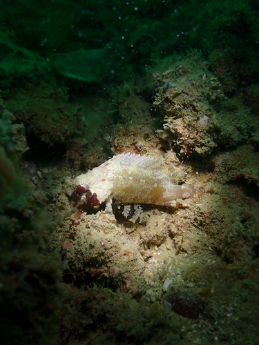 Centrogenys vaigiensis observed 2026-10-03