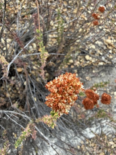 iNaturalist observation photo of California Buckwheat