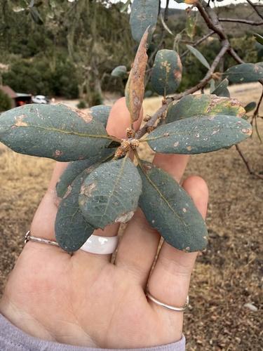 iNaturalist observation photo of blue oak