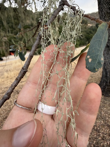 iNaturalist observation photo of lace lichen
