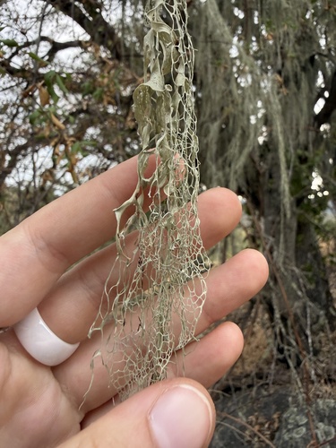 iNaturalist observation photo of lace lichen