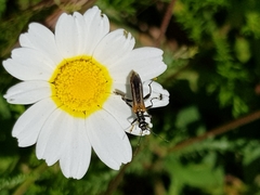 Oedemera simplex