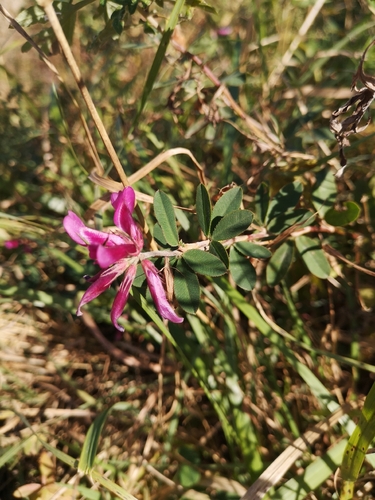 Pentaphyllus, 2026-10-03