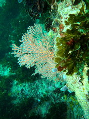 Melithaea