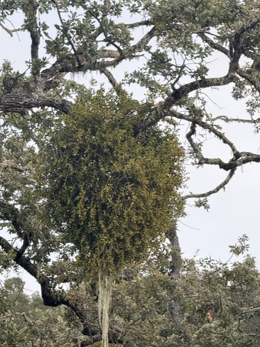 iNaturalist observation photo of oak mistletoe