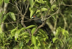 Phaenicophaeus sumatranus