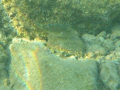 Canthigaster margaritata observed 2026-10-02