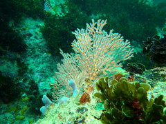 Melithaea