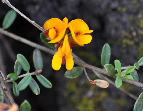 Image of Rigid Bush-Pea (Pultenaea stricta) by (c) Kevin Sparrow, some rights reserved (CC BY)