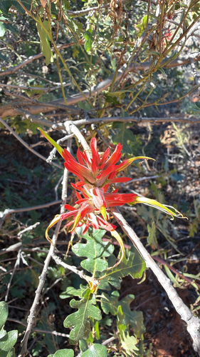Wyoming Indian paintbrush (Castilleja linariifolia)