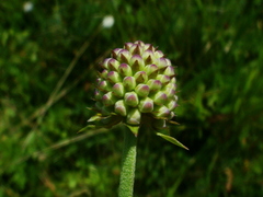 Succisella inflexa