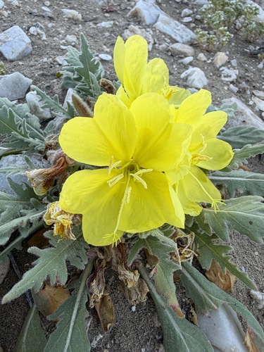 Oenothera primiveris
