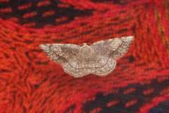 Stegania trimaculata