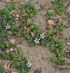Lobelia irrigua