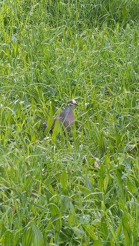 Common Bronzewing