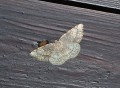 Stegania trimaculata