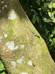 Phelsuma