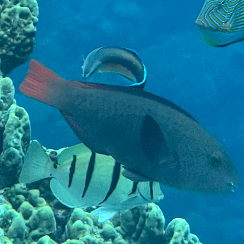 Chlorurus japanensis observed 2026-09-29