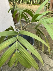 Roscheria melanochaetes