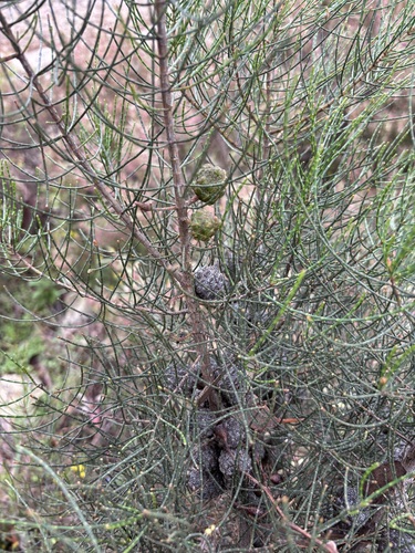 Allocasuarina muelleriana observed 2026-10-03