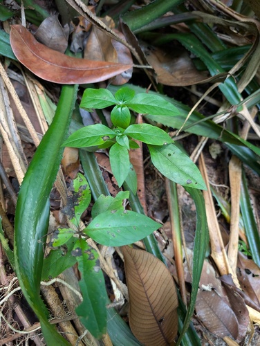 Spigelia hamellioides, 2026-09-18