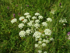 Silphiodaucus prutenicus