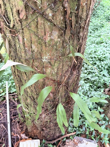 Pyrrosia lingua observed 2026-10-03