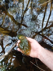 Oophila amblystomatis