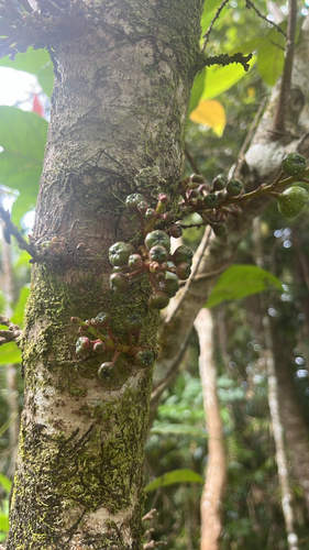 Ficus congesta observed 2026-10-03