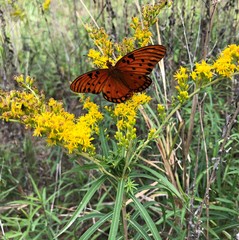 Solidago leavenworthii