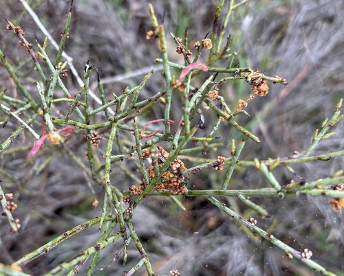 Acacia spinescens observed 2026-10-03